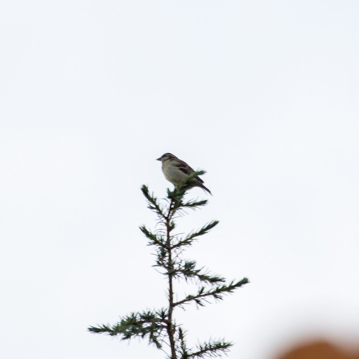 Russet Sparrow - ML609968627