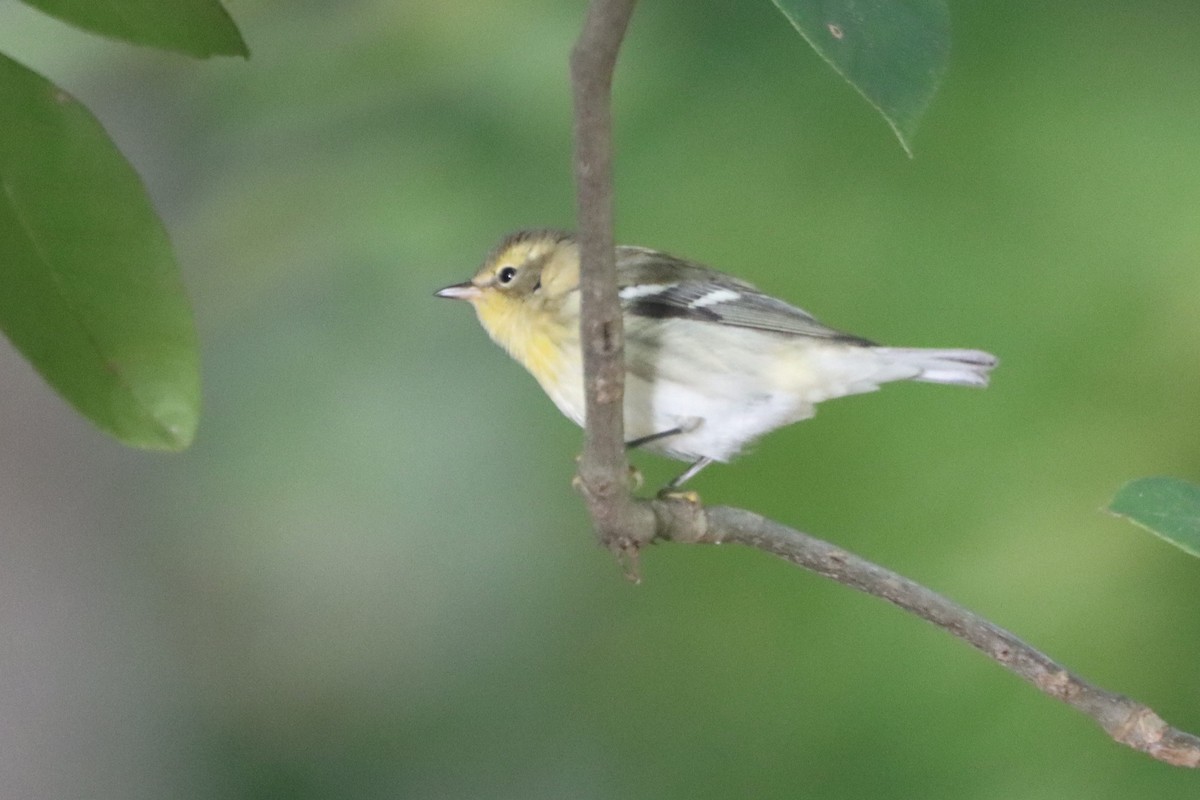 Blackburnian Warbler - Johannes Hogrefe