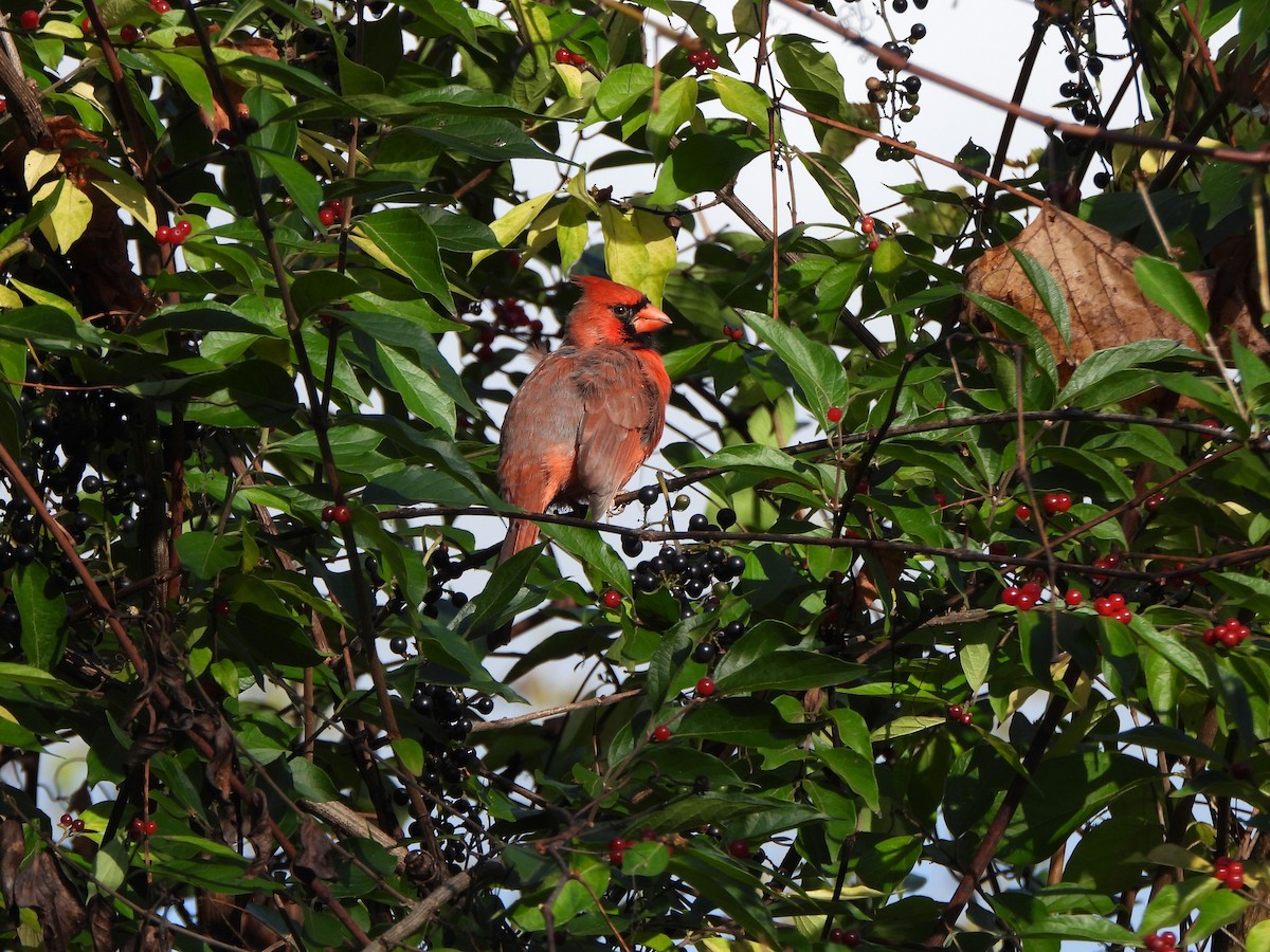 Northern Cardinal - Rick Luehrs