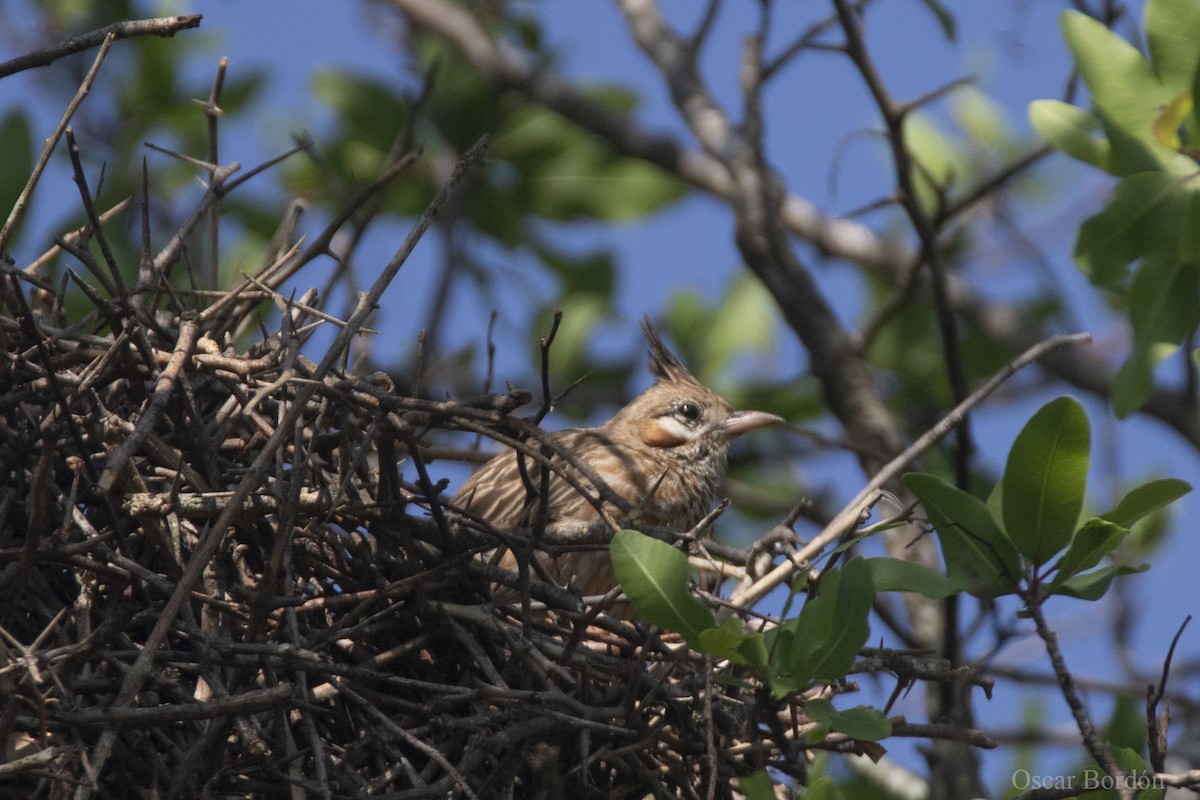 Lark-like Brushrunner - Oscar Bordon