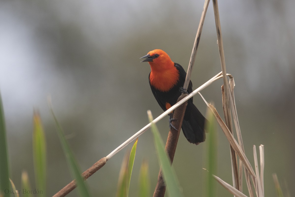 Scarlet-headed Blackbird - ML609968889