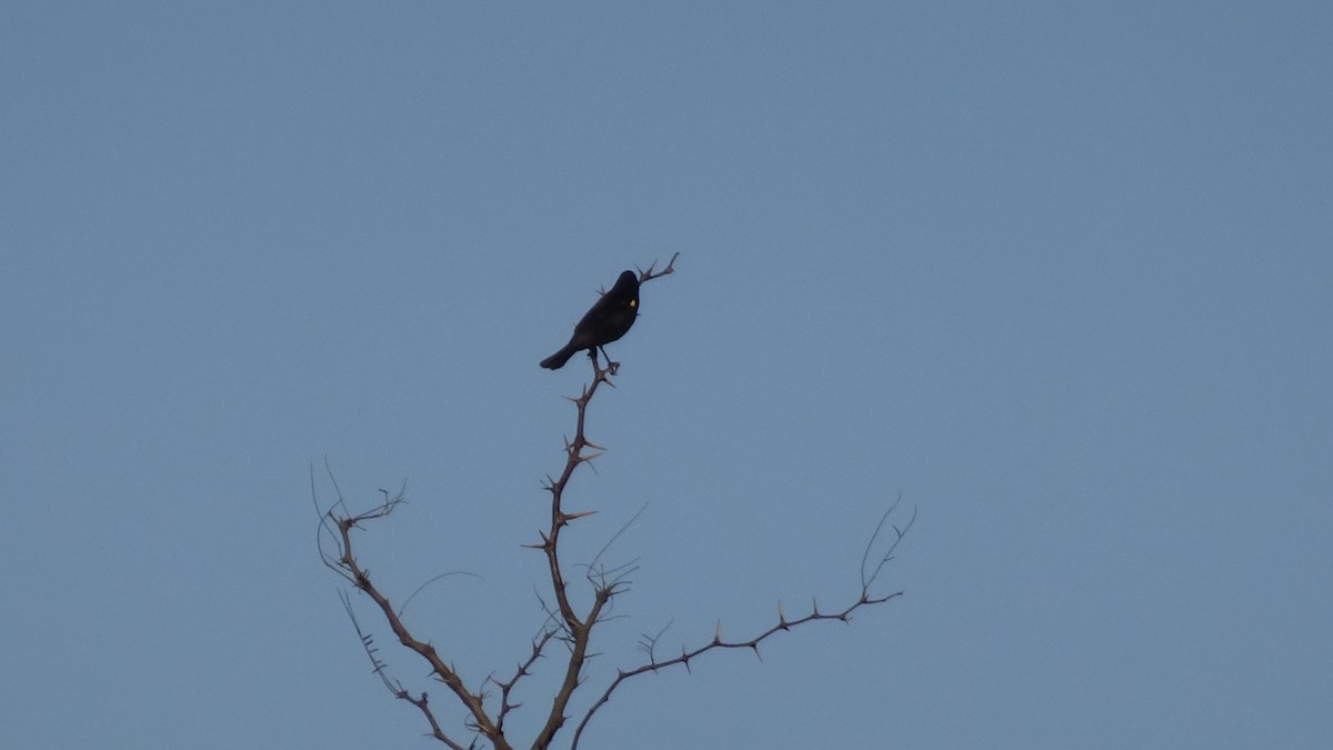 Yellow-winged Blackbird - ML609968900