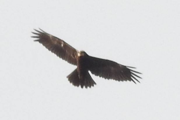 Намгийн хулд - ML609968915