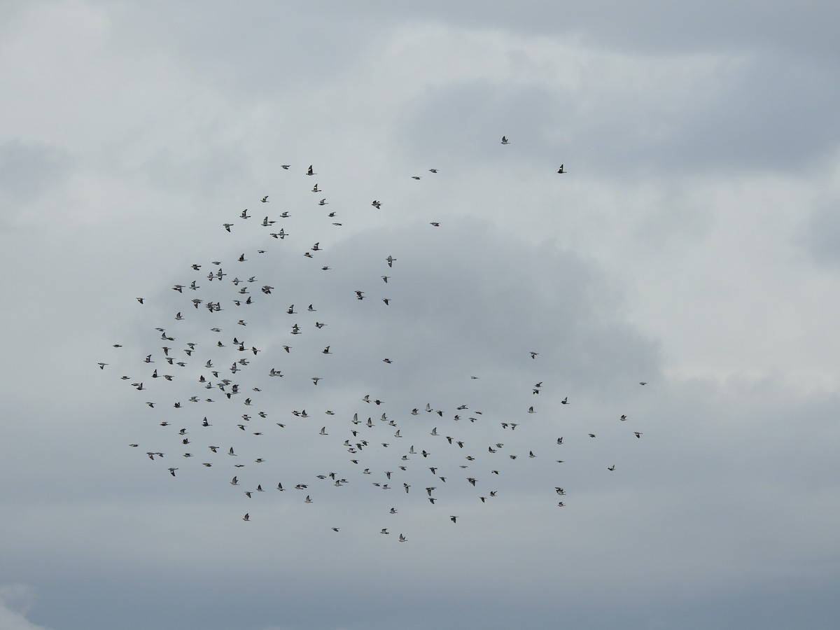 Ойн тагтаа - ML609968917