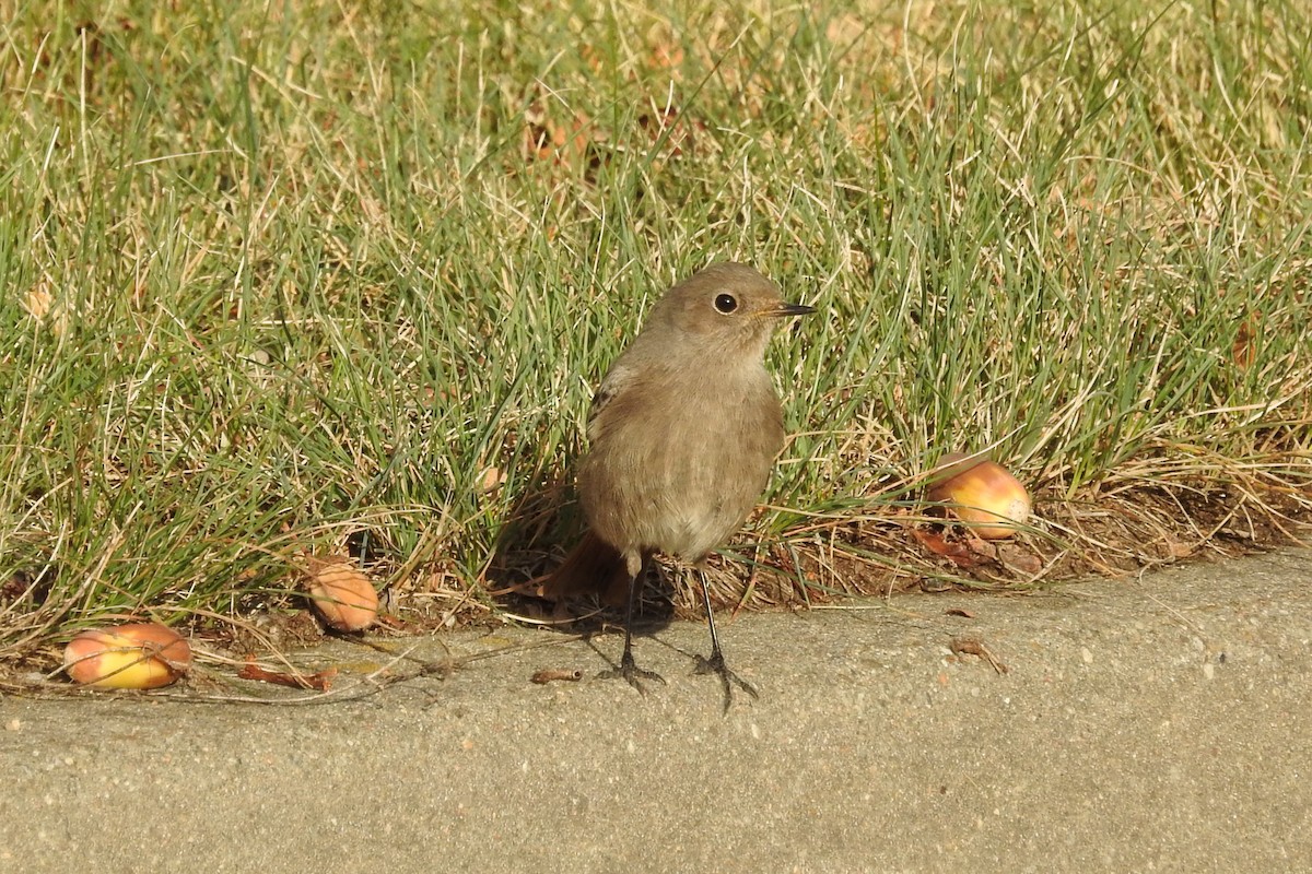 Мойлон гал сүүлт - ML609968934