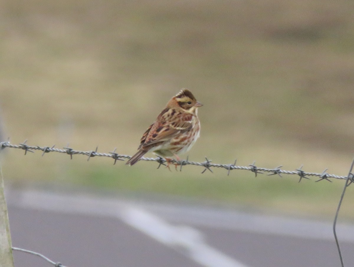 Rustic Bunting - ML609968937