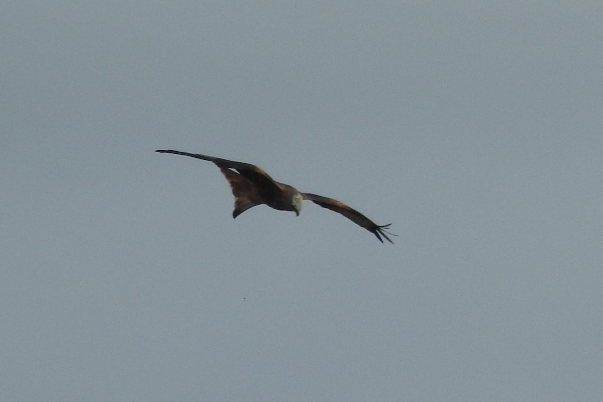 Red Kite - ML609968954