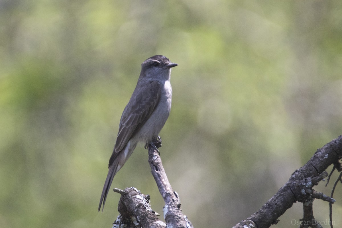 Crowned Slaty Flycatcher - ML609968956