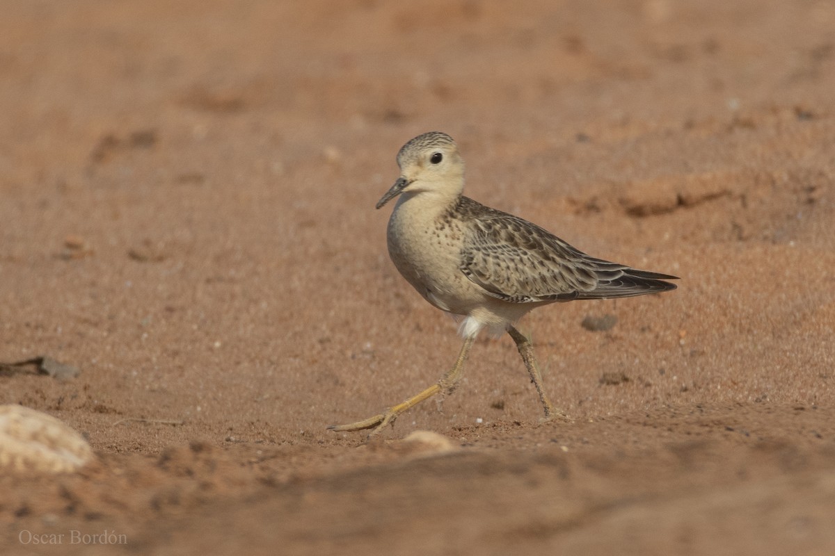 Buff-breasted Sandpiper - ML609969069