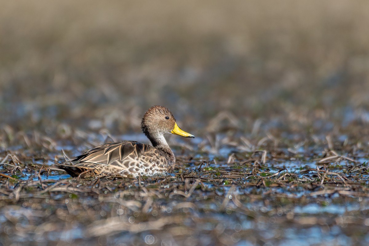 Yellow-billed Pintail - Michael Herrera