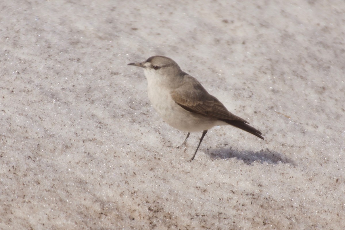 Black-fronted Ground-Tyrant - ML609969106