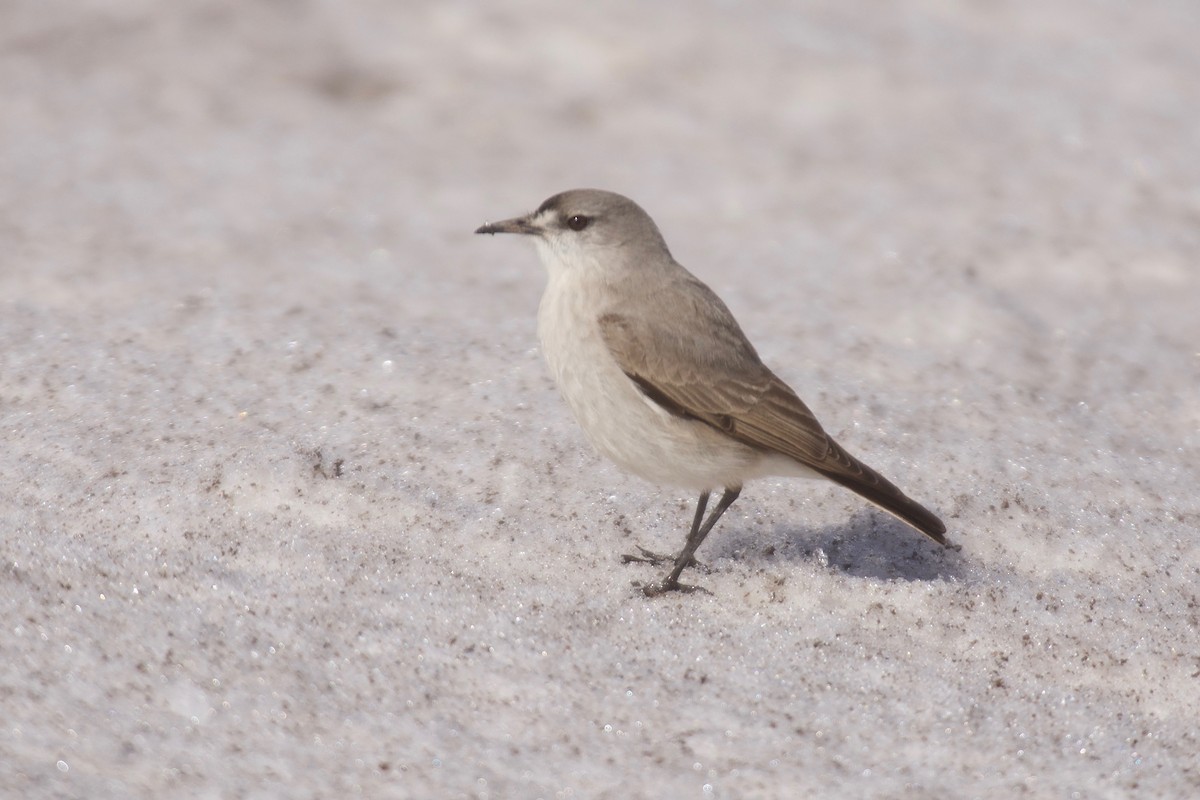 Black-fronted Ground-Tyrant - ML609969110