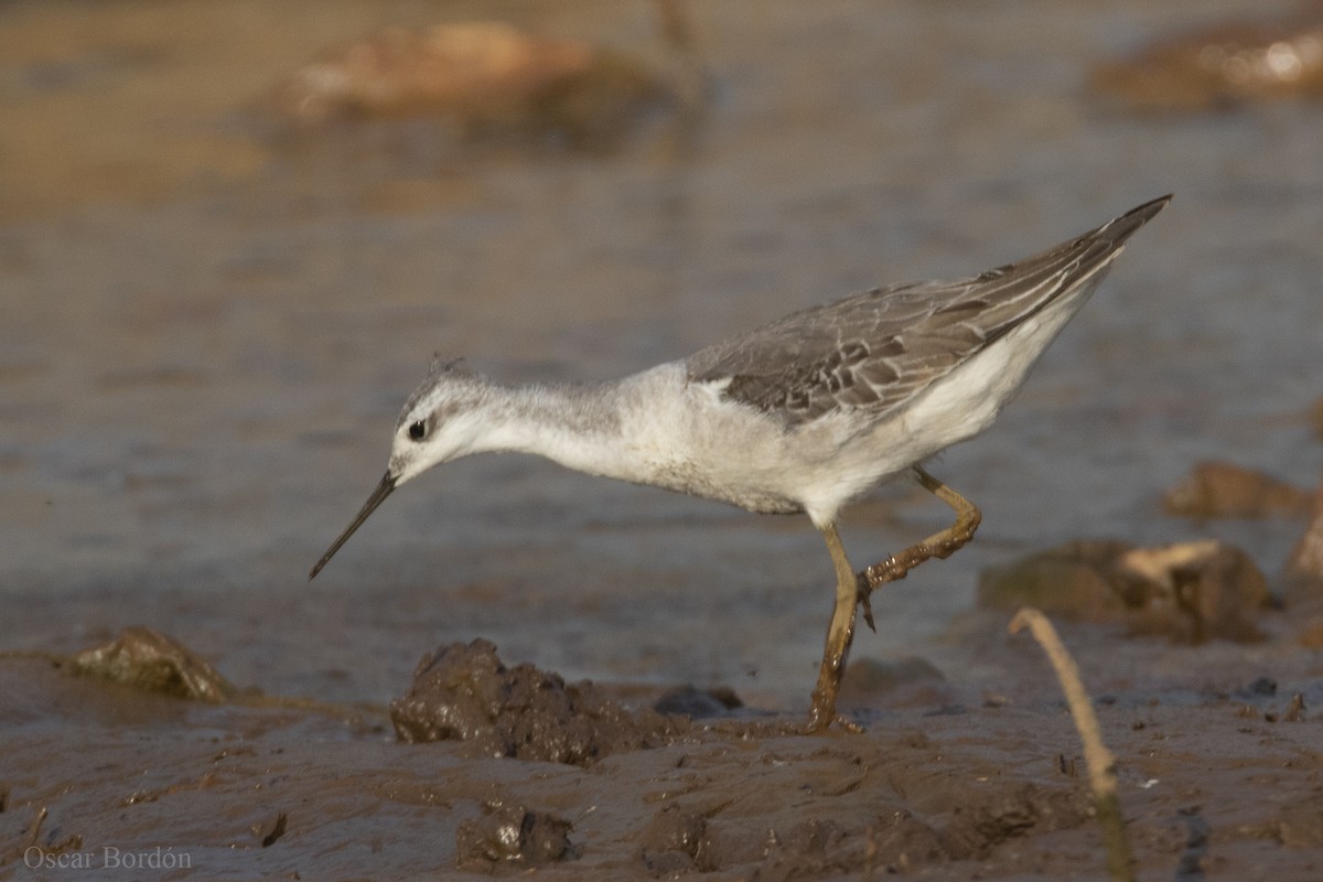 Wilson's Phalarope - ML609969128