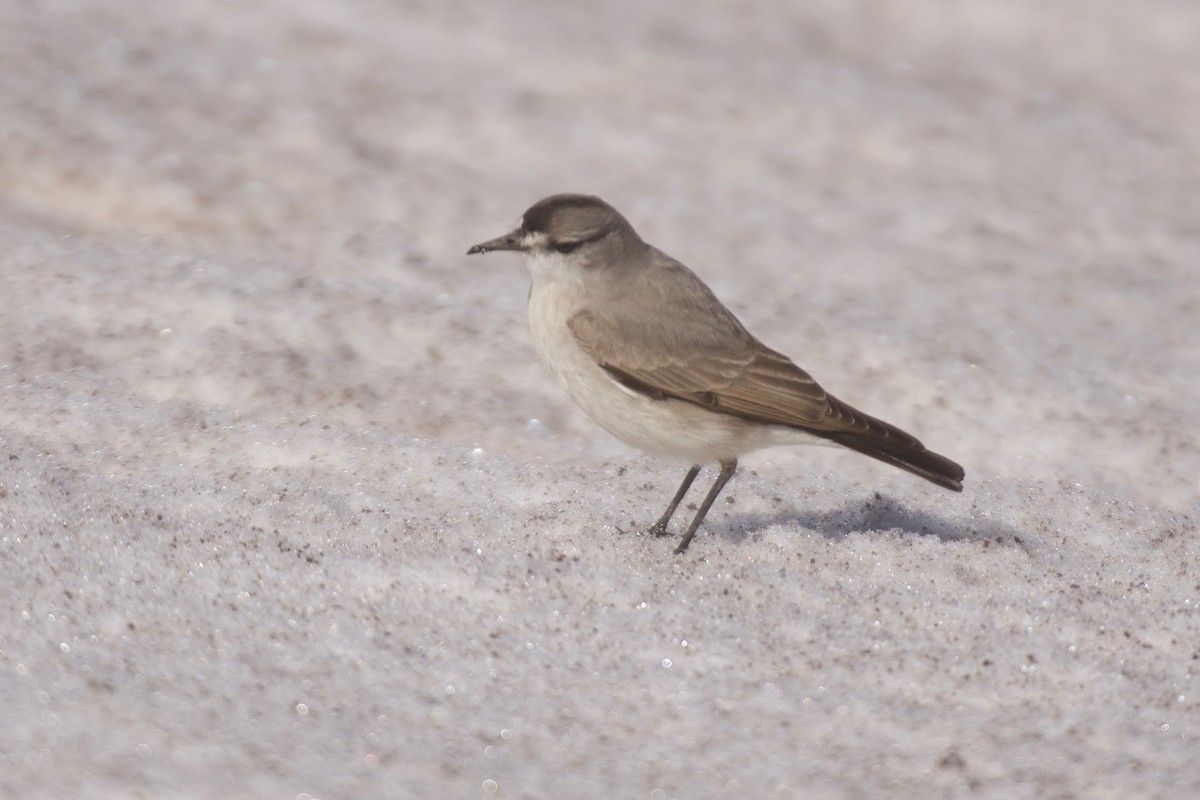 Black-fronted Ground-Tyrant - ML609969138