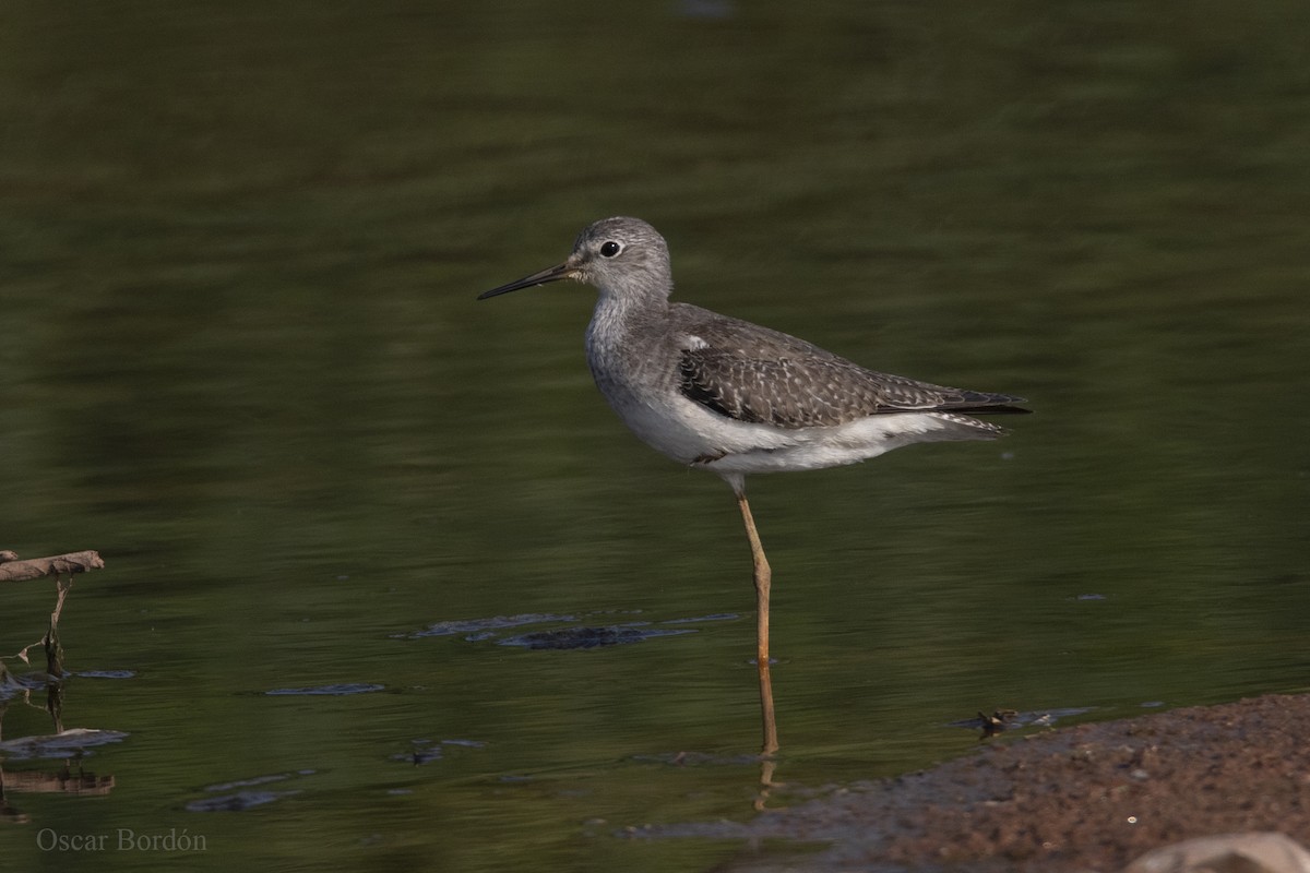 Lesser Yellowlegs - ML609969156