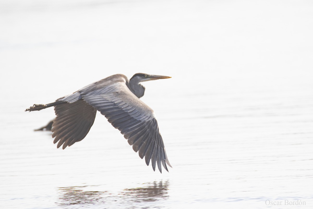 Cocoi Heron - ML609969168