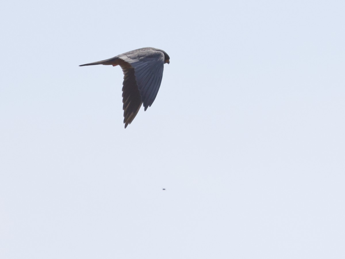 Red-footed Falcon - leon berthou