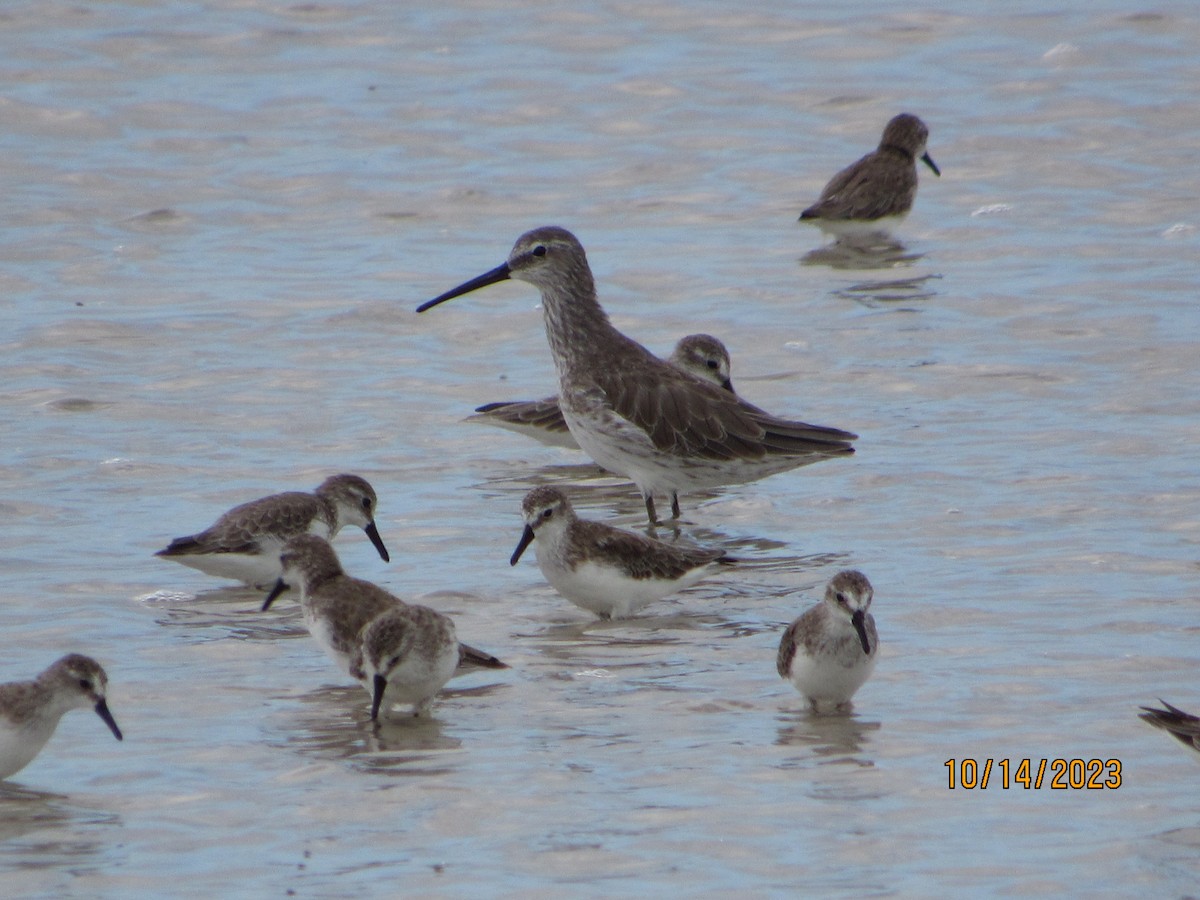 Agujeta Gris/Escolopácea - ML609969290