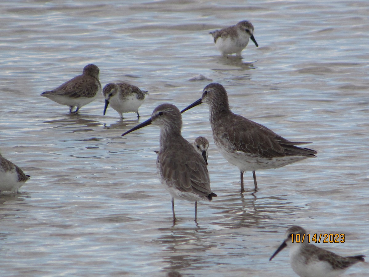 Agujeta Gris/Escolopácea - ML609969291