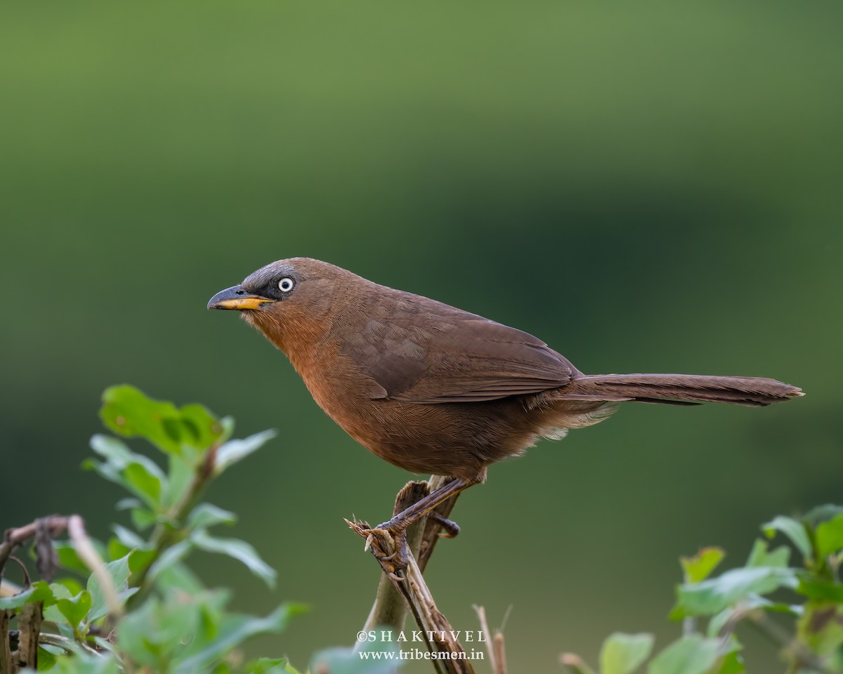 Rufous Babbler - ML609969321