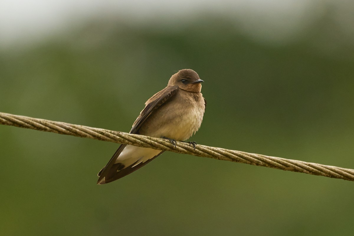 Southern Rough-winged Swallow - ML609969334