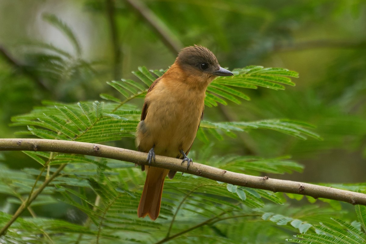 Crested Becard - Daniel Alfenas