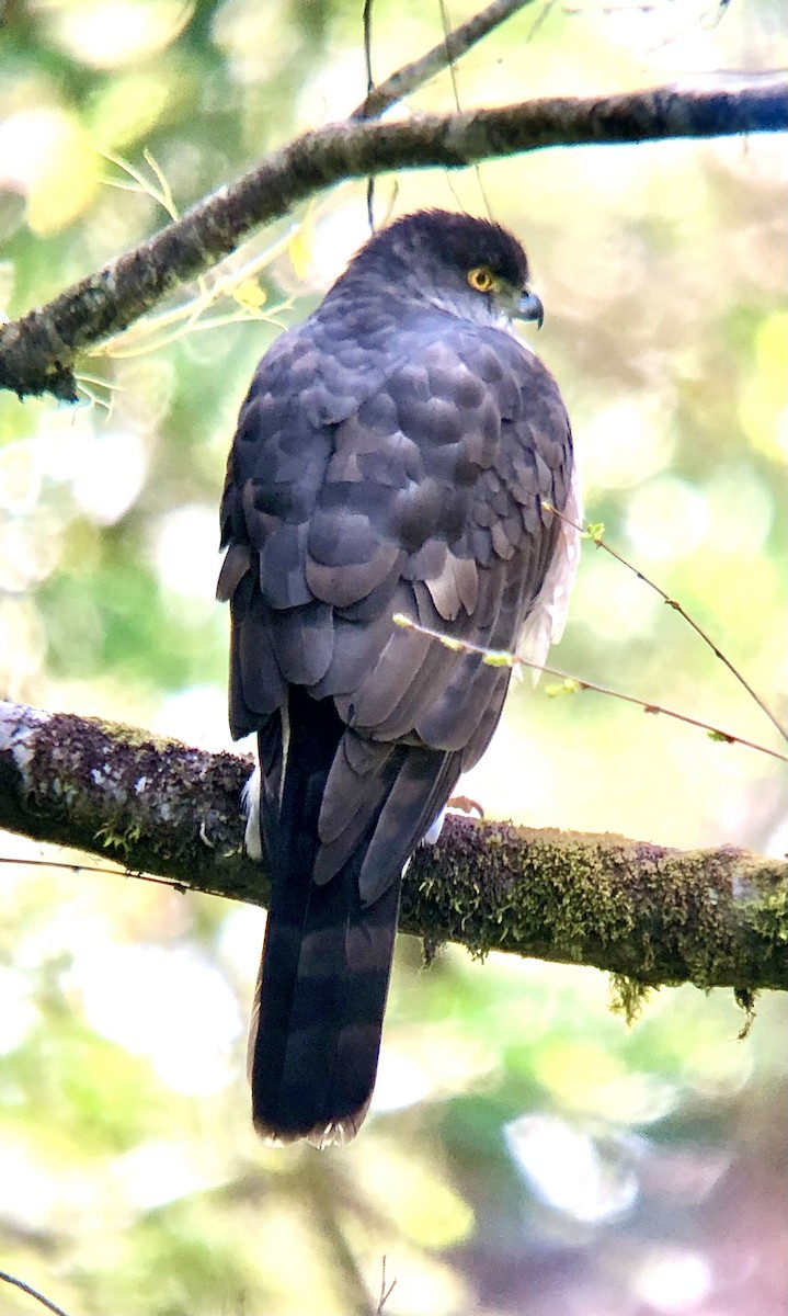 Chilean Hawk - ML609969443