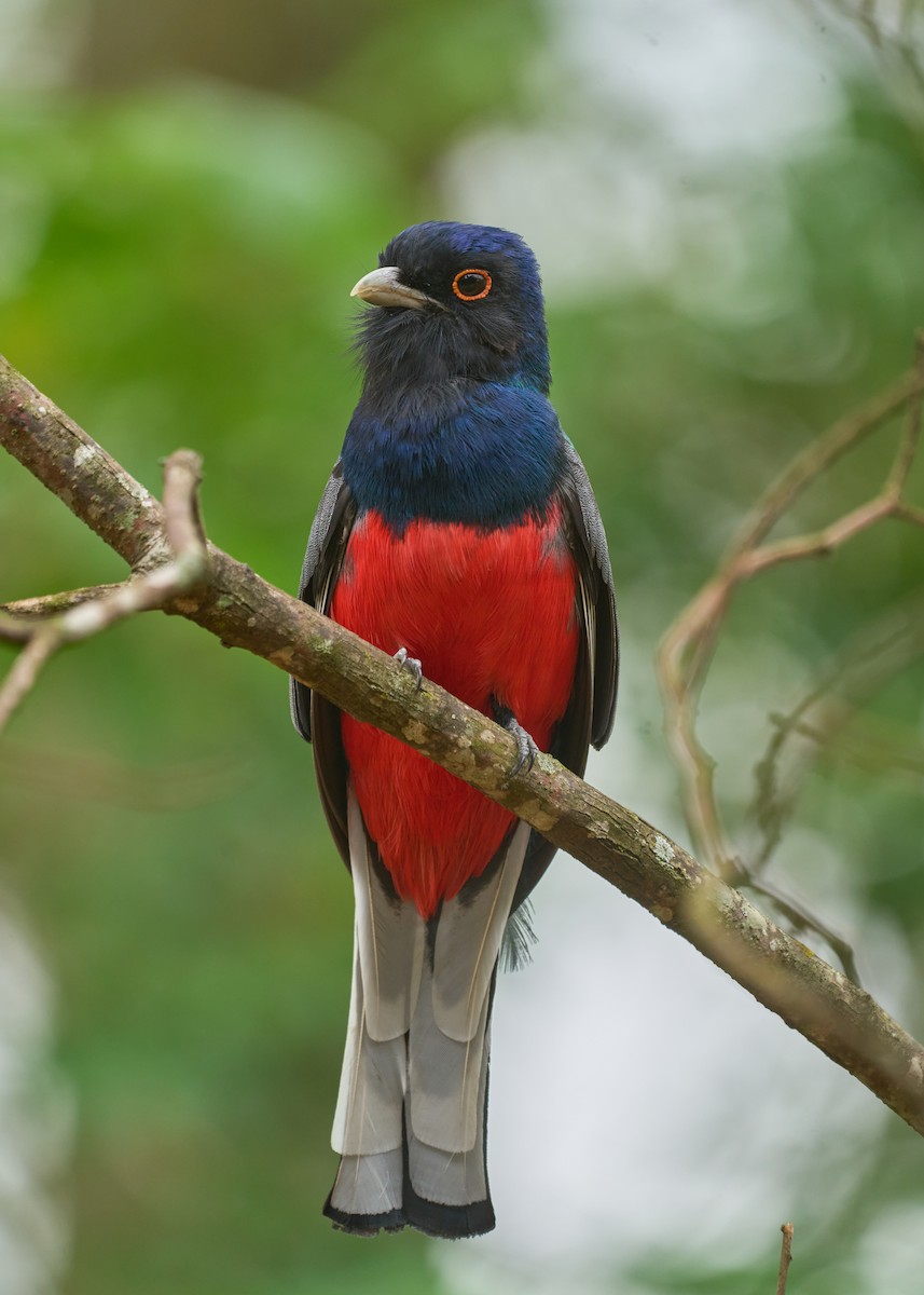 Surucua Trogon - Daniel Alfenas