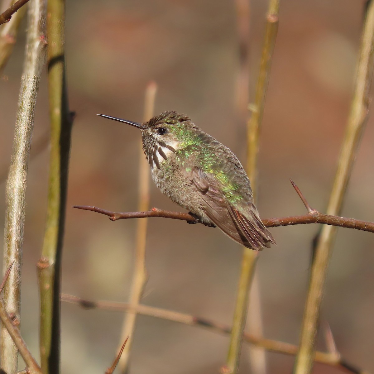 Calliope Hummingbird - ML609969480
