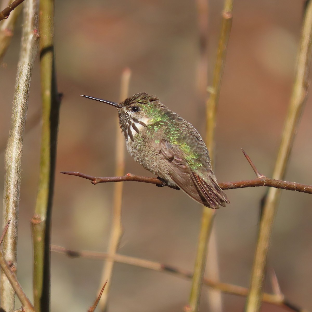 Colibrí Calíope - ML609969480