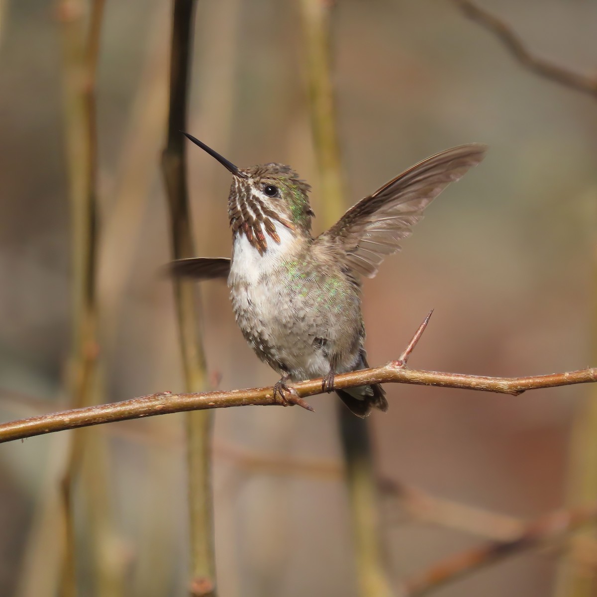 Calliope Hummingbird - Cheryl D