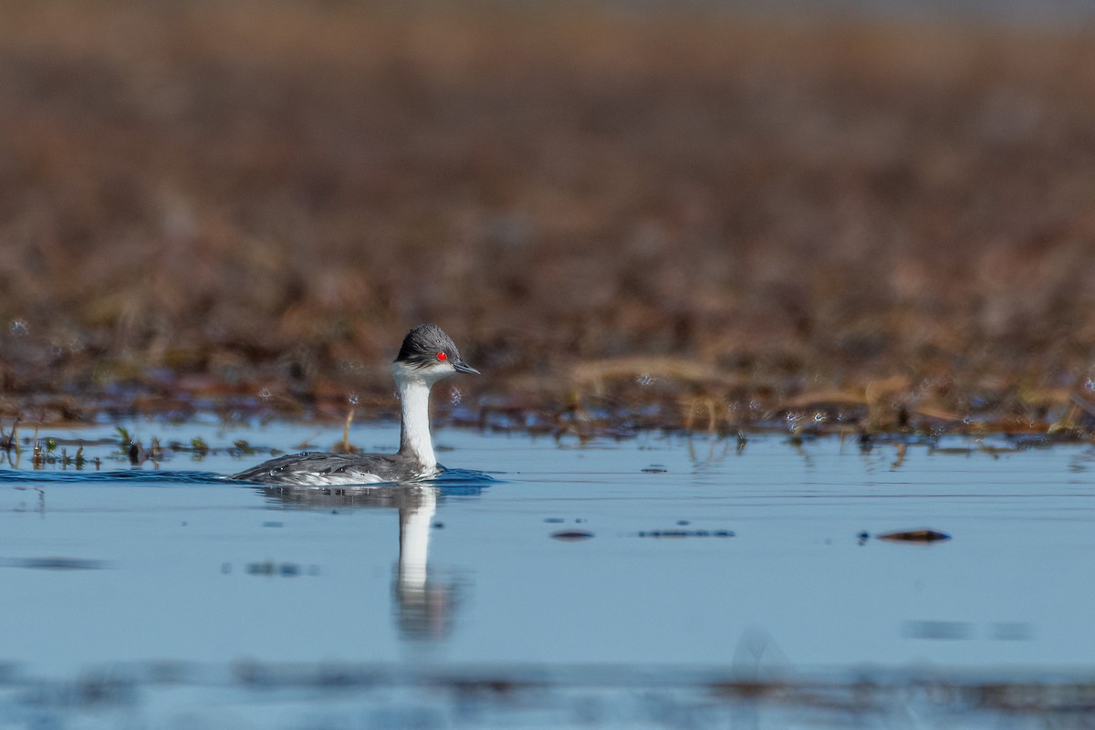 Silvery Grebe - Michael Herrera