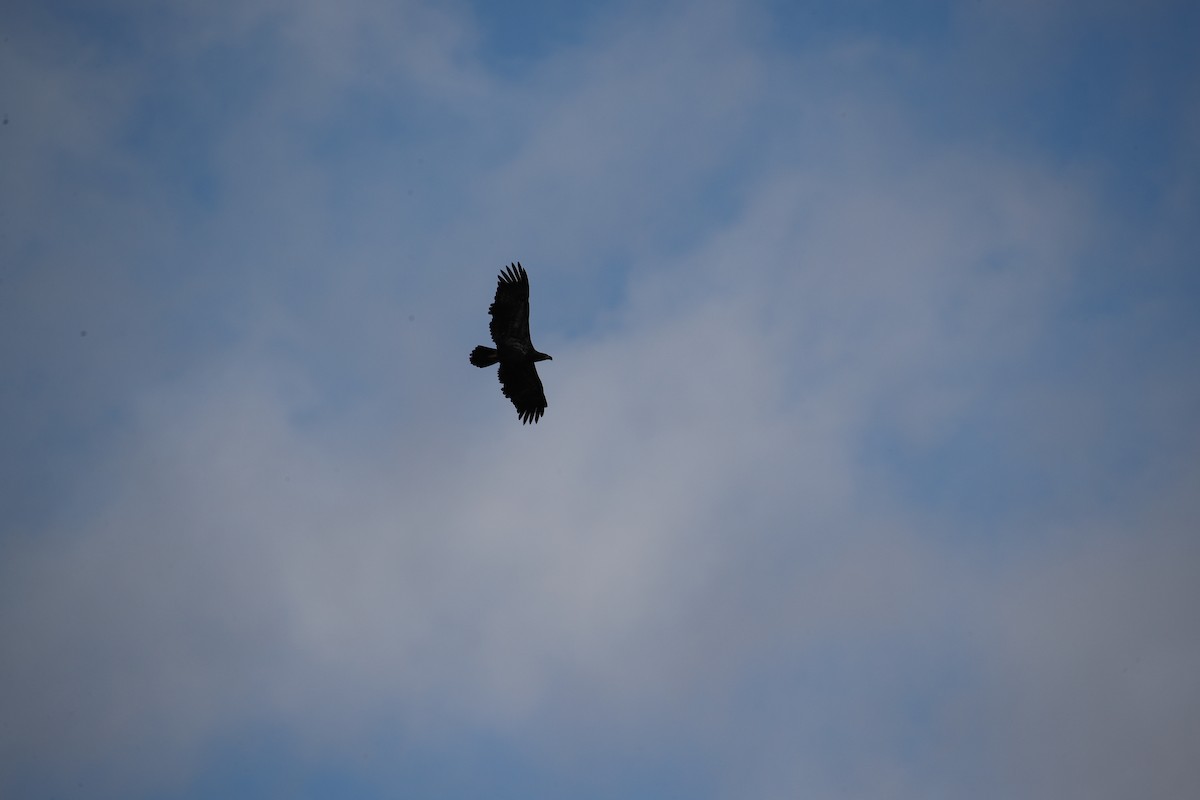 Bald Eagle - ML609969576