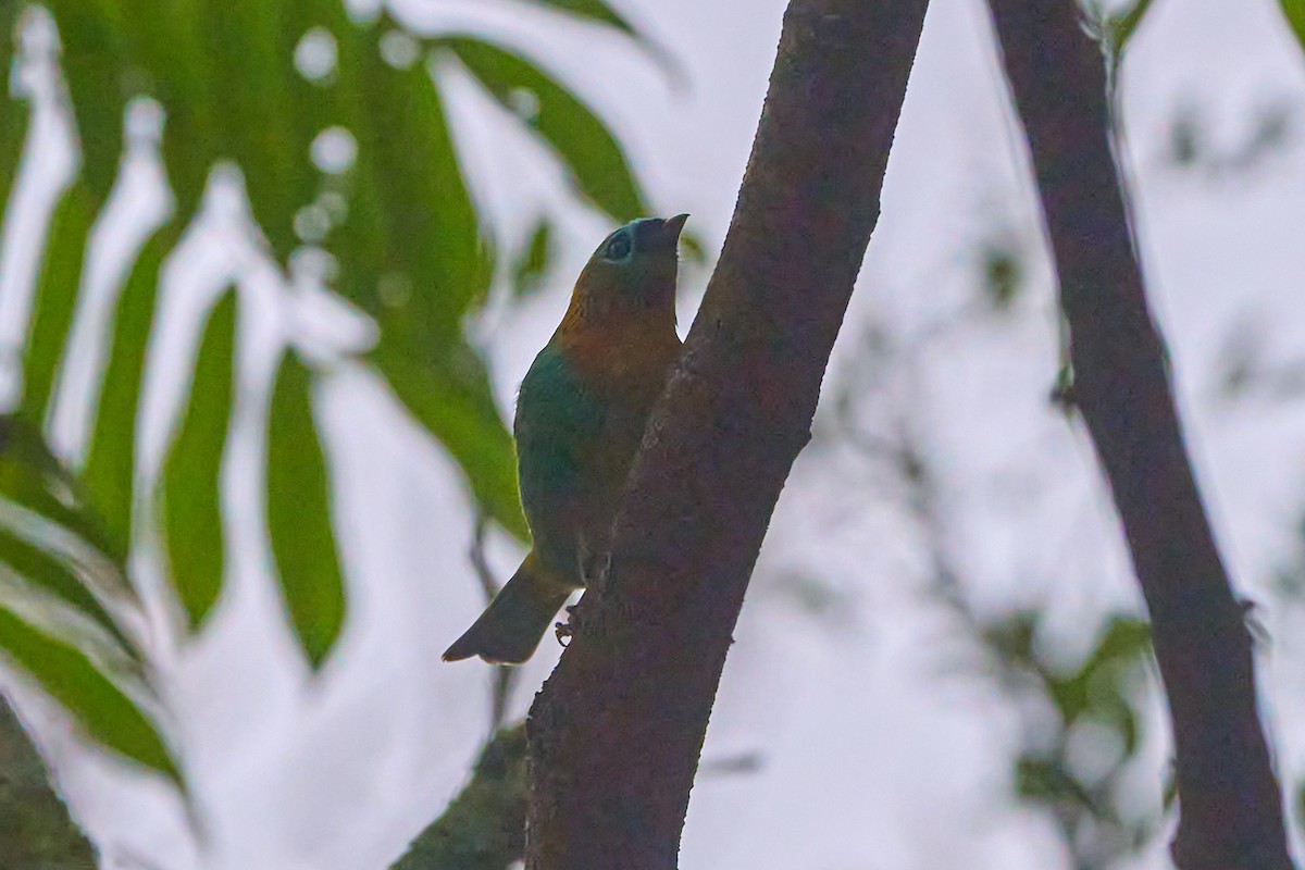 Brassy-breasted Tanager - ML609969835