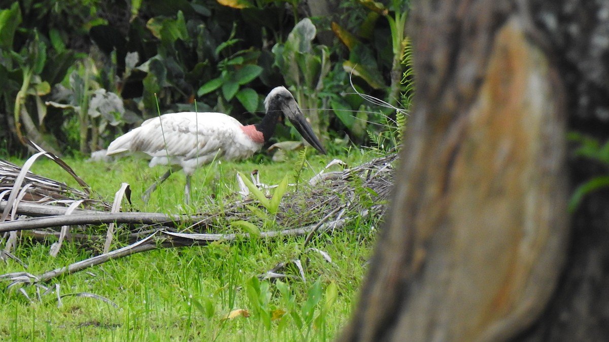 Jabiru - Elsy M. Rodriguez