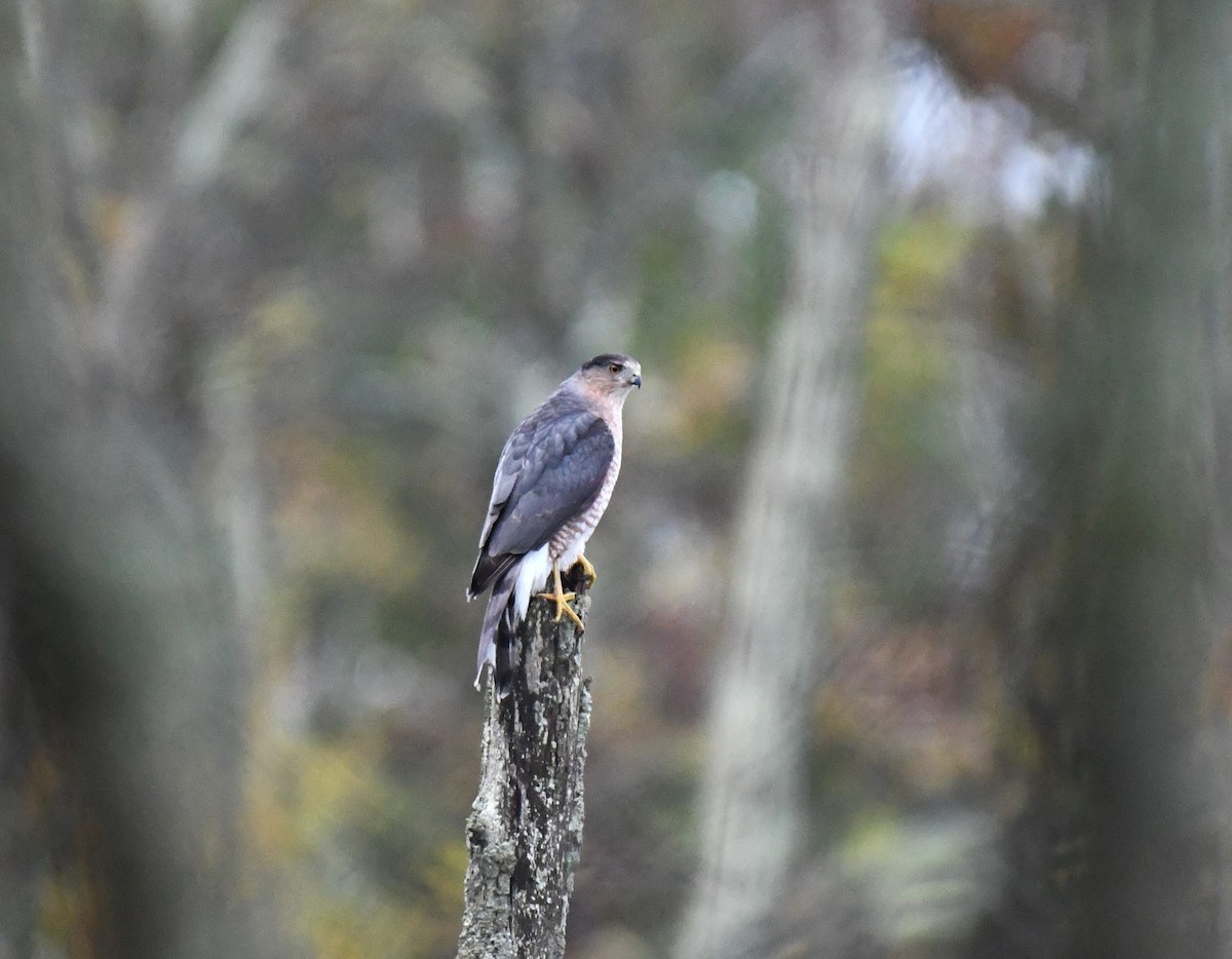 Cooper's Hawk - ML609969919