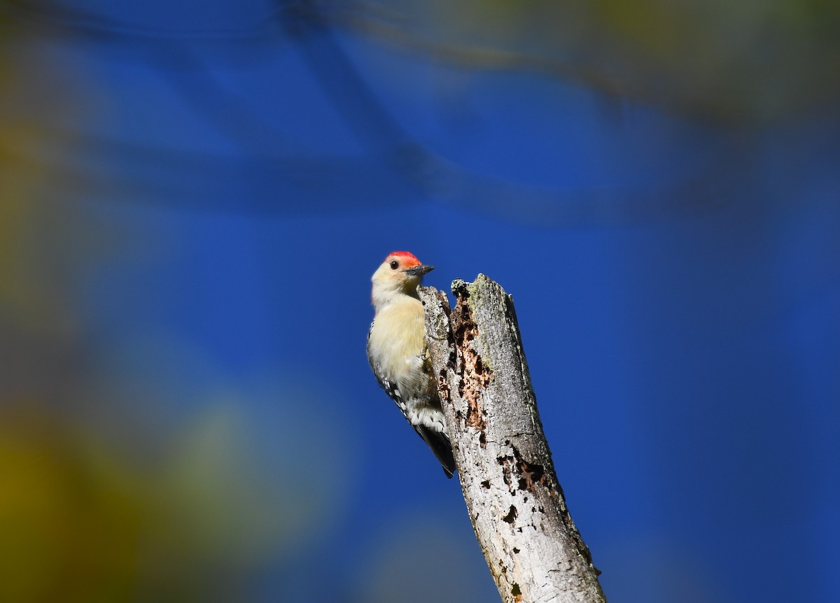 Red-bellied Woodpecker - ML609969920