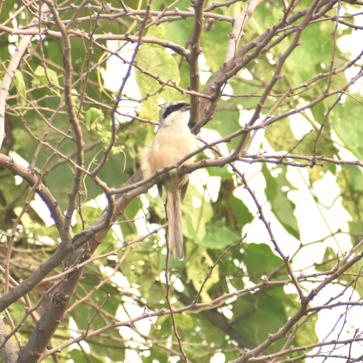 Long-tailed Shrike - ML609969936