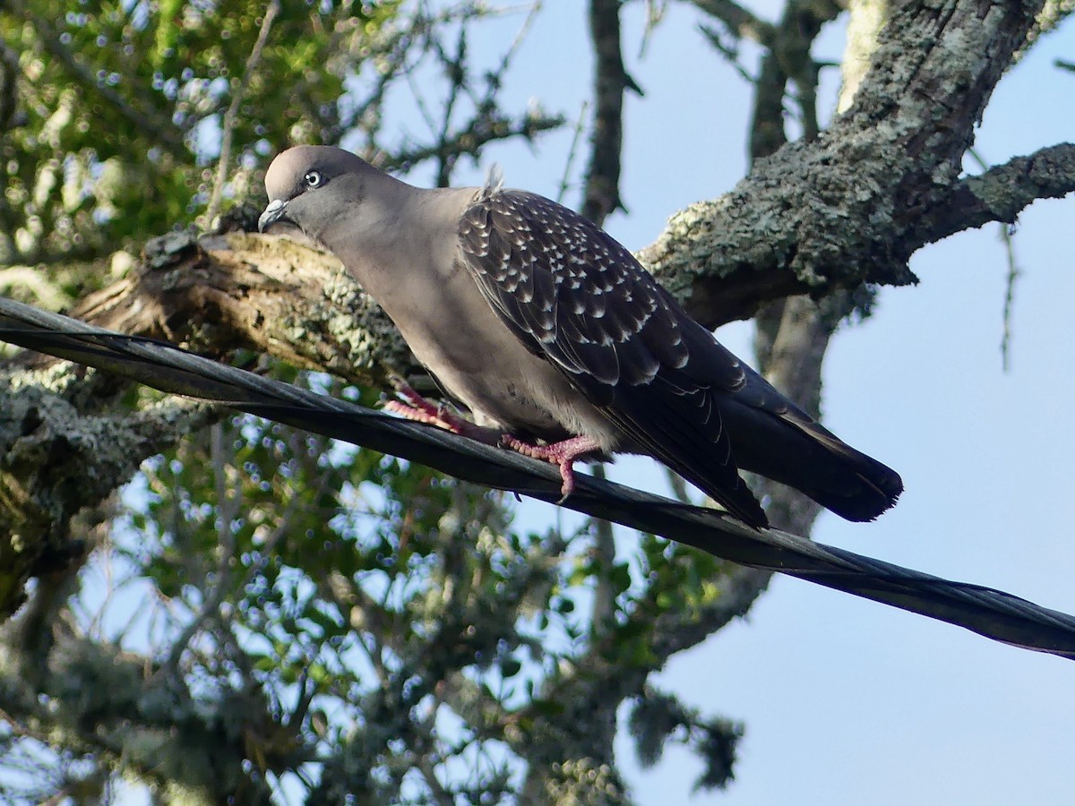 Pigeon tigré - ML609970009