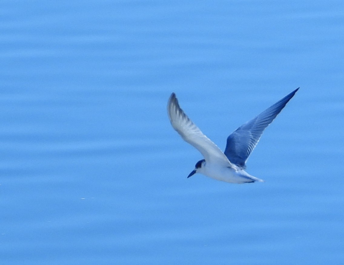 Gull-billed/Australian Tern - Sandy Gayasih