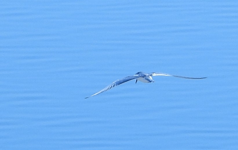 Gull-billed/Australian Tern - Sandy Gayasih