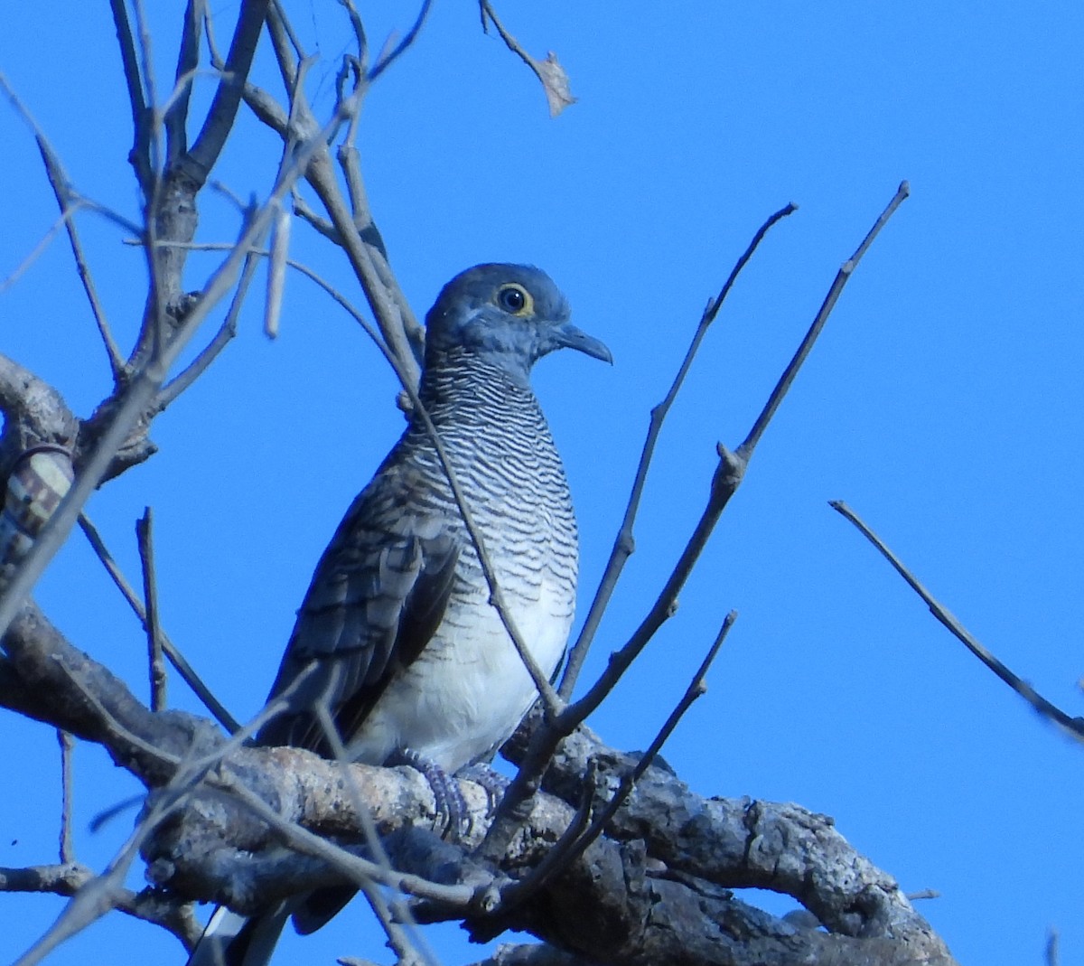 Barred Dove - Sandy Gayasih