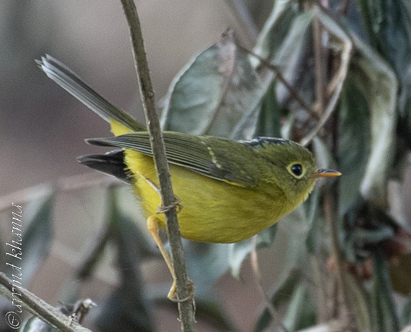 Whistler's Warbler - ML609970229