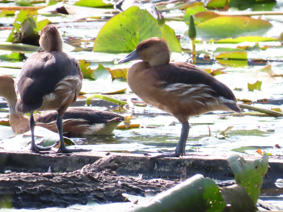 Fulvous Whistling-Duck - ML609970245