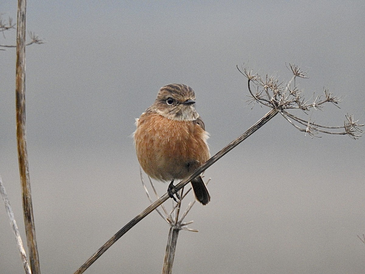 European Stonechat - ML609970246