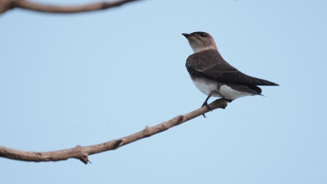 Brown-chested Martin - ML609970268