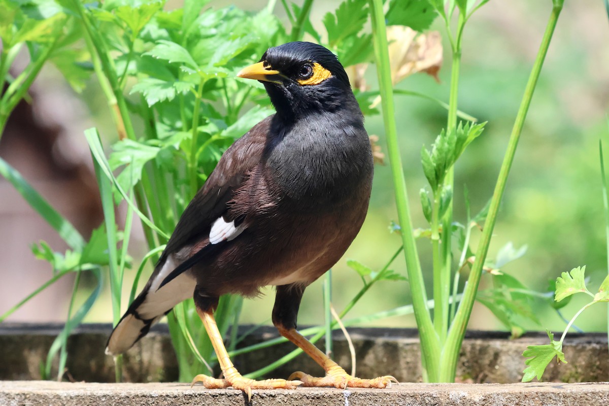 Common Myna - ML609970290