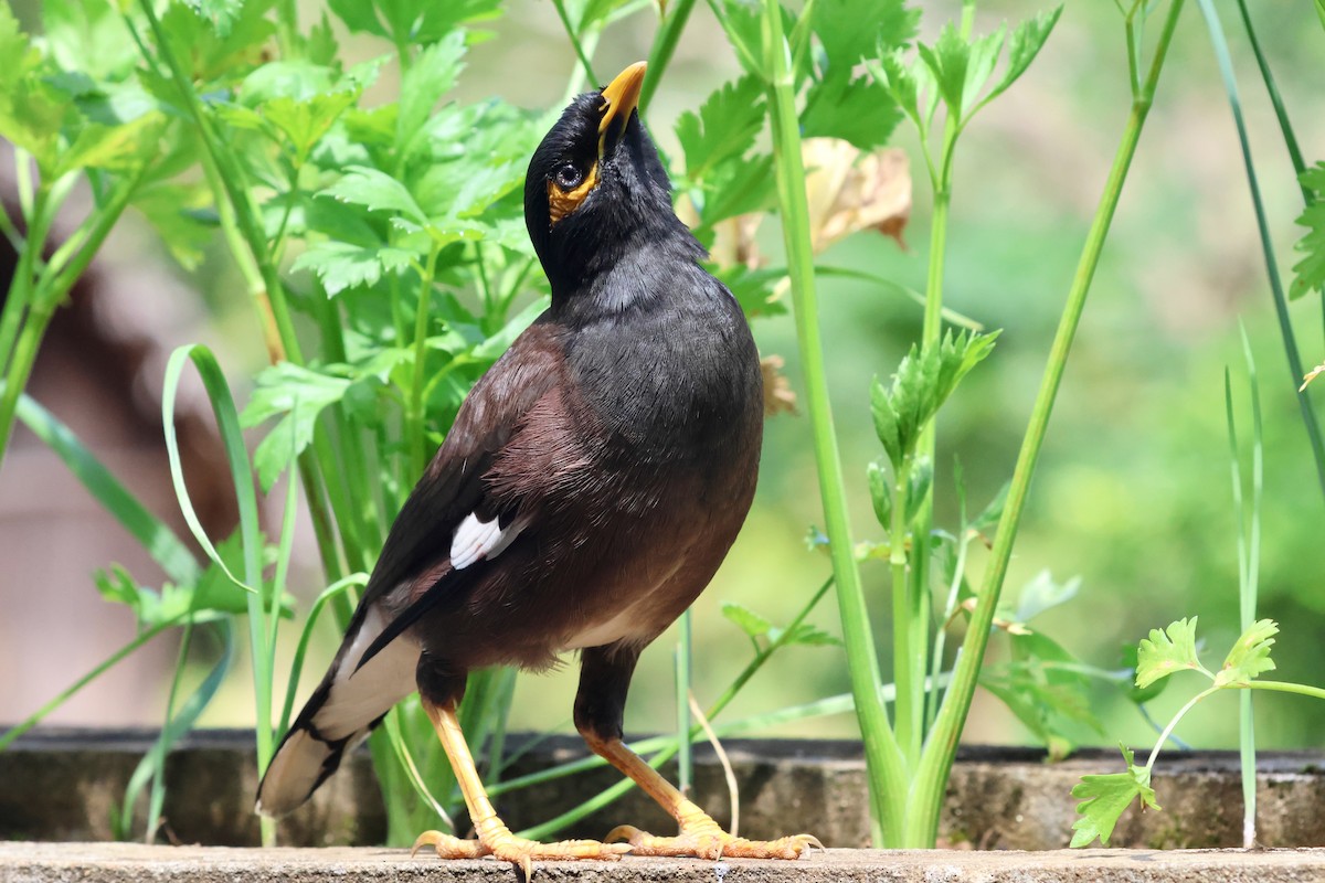Common Myna - ML609970292