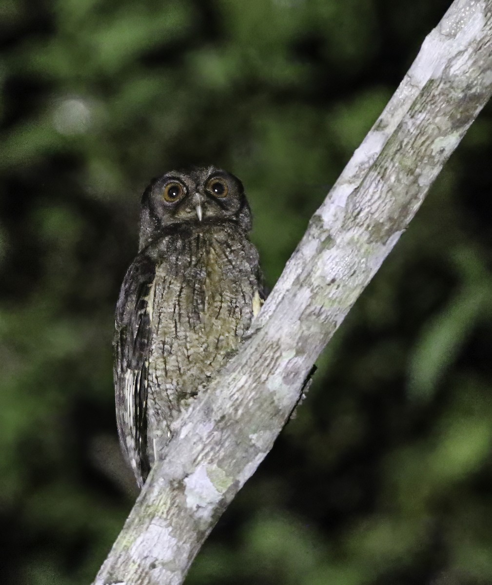 Tawny-bellied Screech-Owl (Austral) - ML609970296