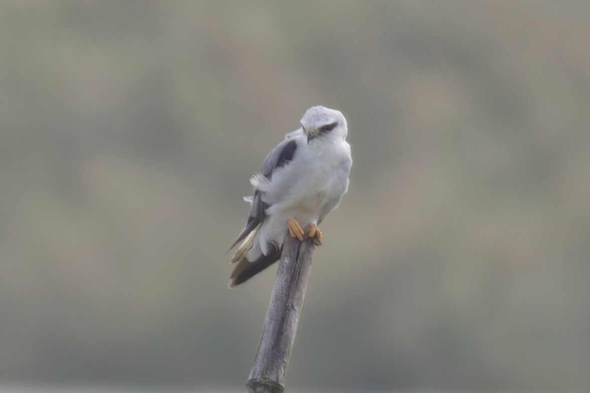 Black-winged Kite - ML609970312